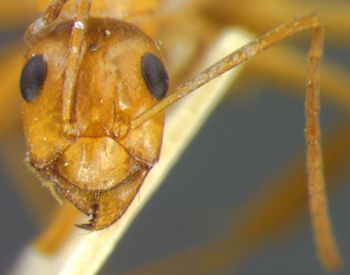 Media type: image;   Entomology 8844 Aspect: head frontal view